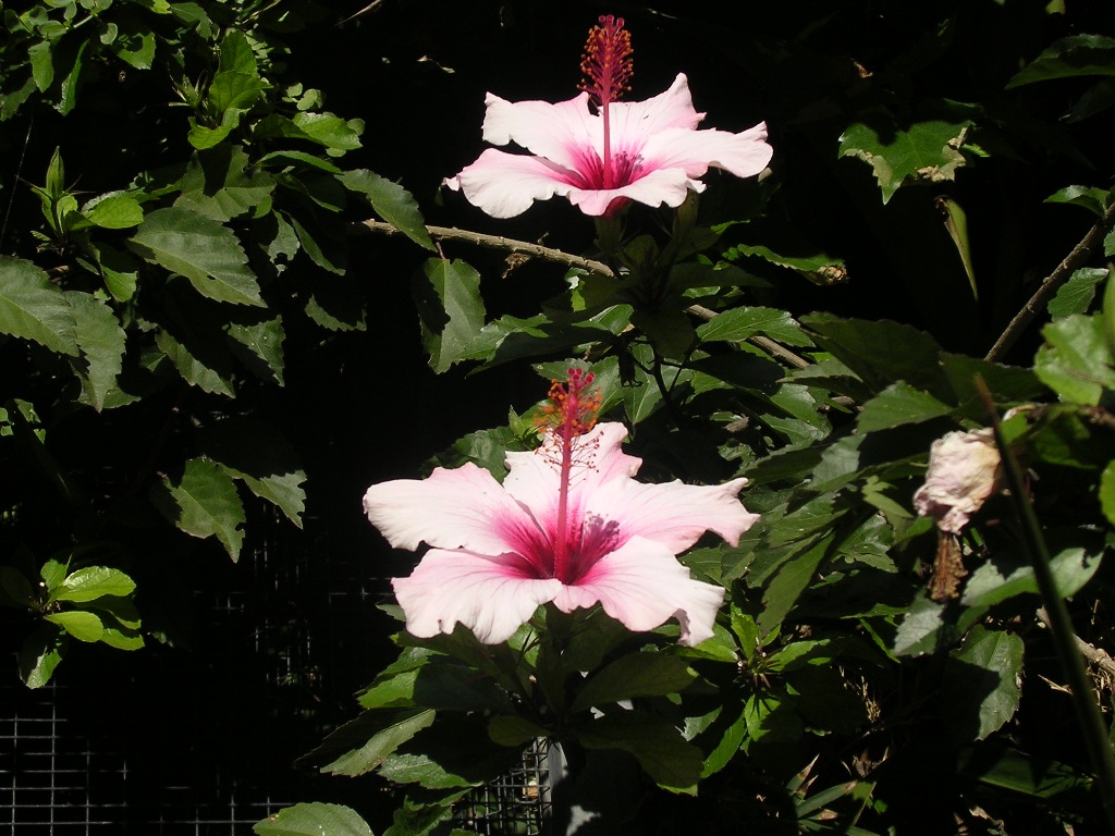 Hibiscus Syriacus